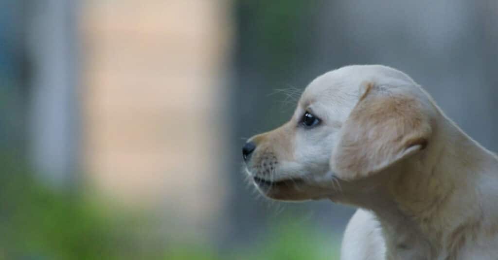 light-hearted-dog-quotes